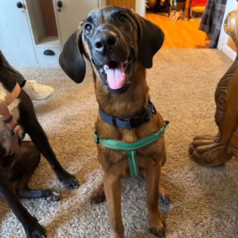 A baby medium-sized female Yellow / Tan / Blond / Fawn Foxhound dog named Rita Razzleberry for adoption in lawton, OK