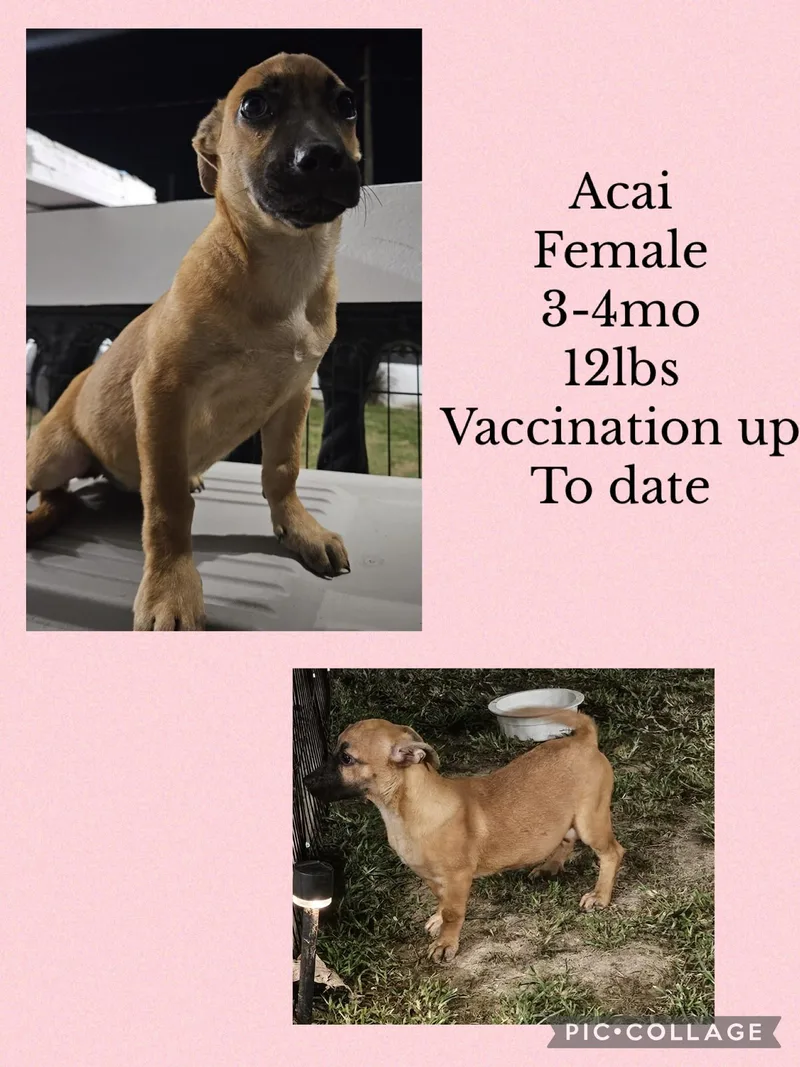 Acai