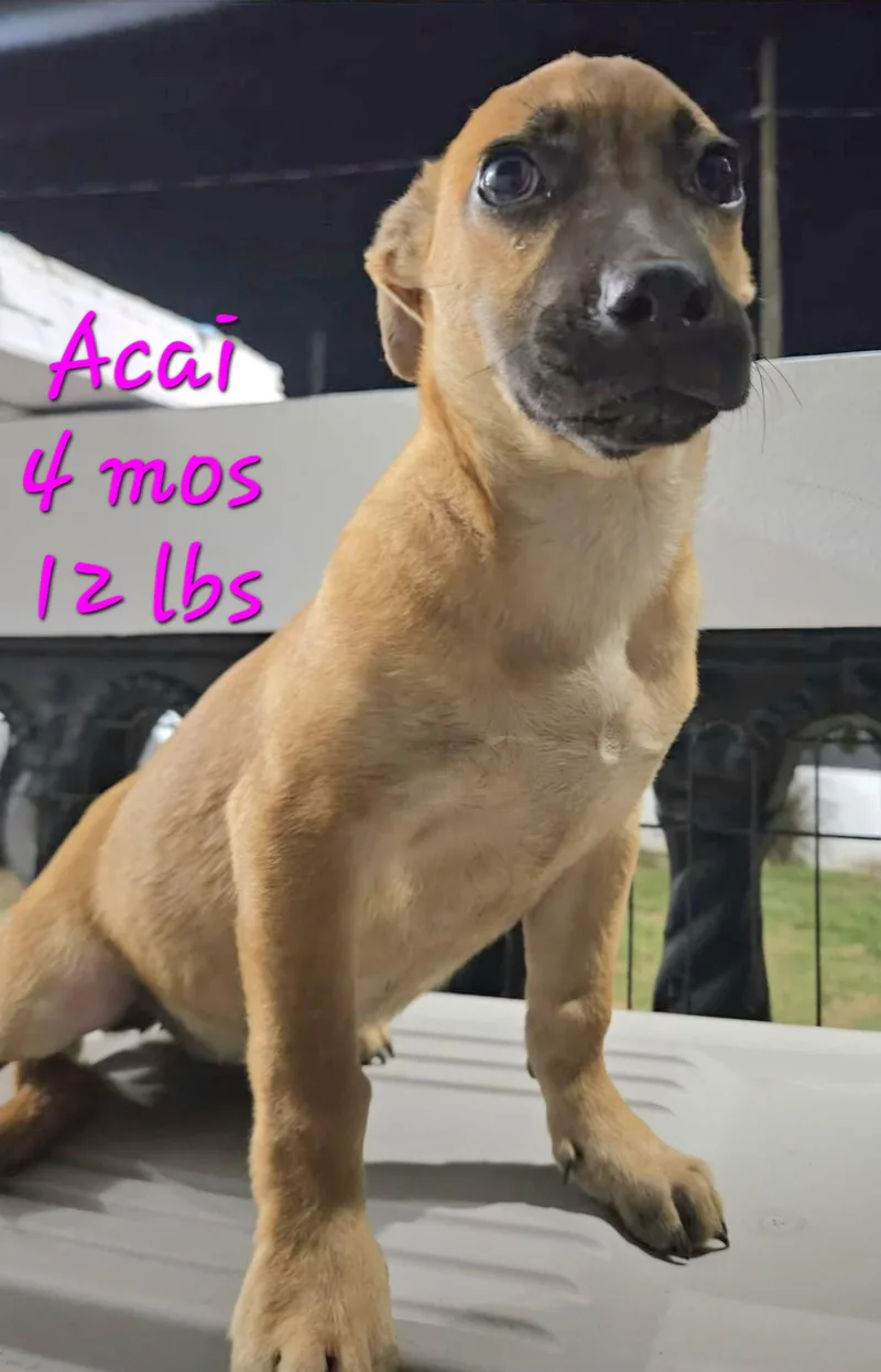 Acai thumbnail 2