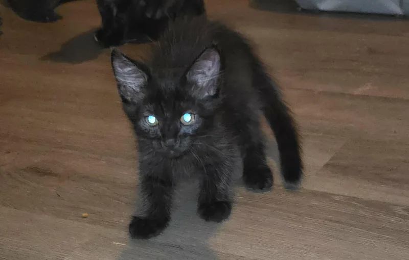 A young medium-sized male Black Domestic Short Hair cat named Bear for adoption in church point, LA