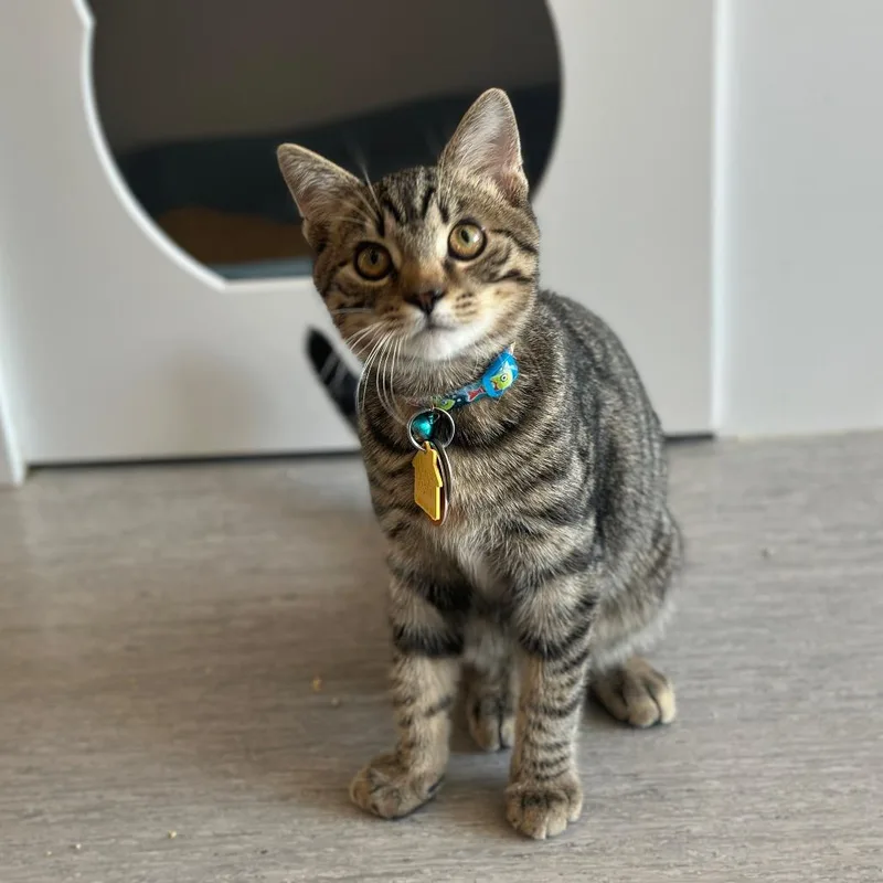 A baby small-sized male Domestic Short Hair cat named WV Smithy for adoption in Port Washington, NY