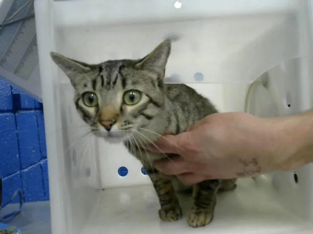 A young medium-sized female Domestic Short Hair cat named Tazz for adoption in Albuquerque, NM