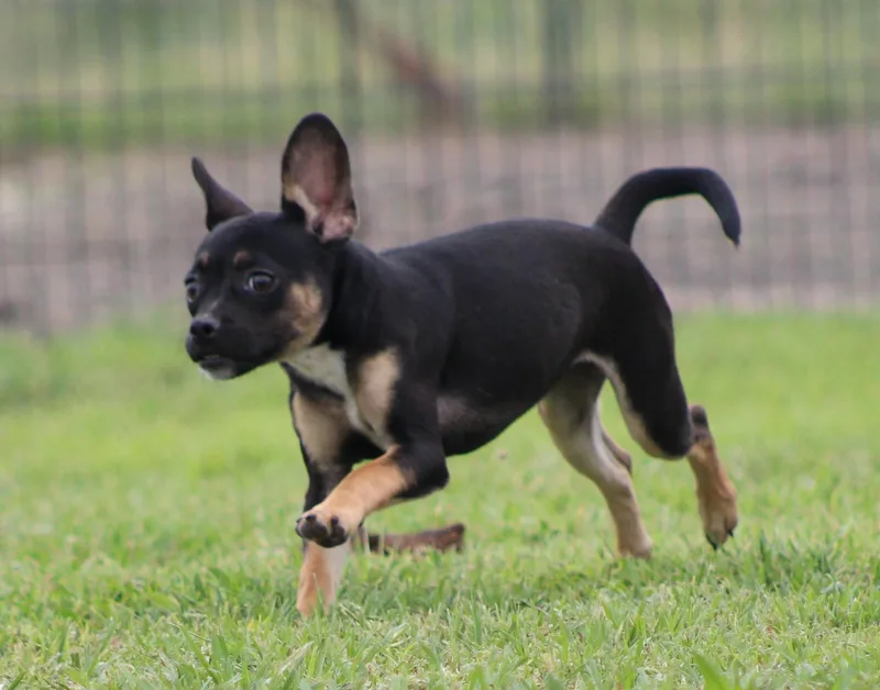 A baby small-sized female Black French Bulldog dog named Spice for adoption in Temple, TX