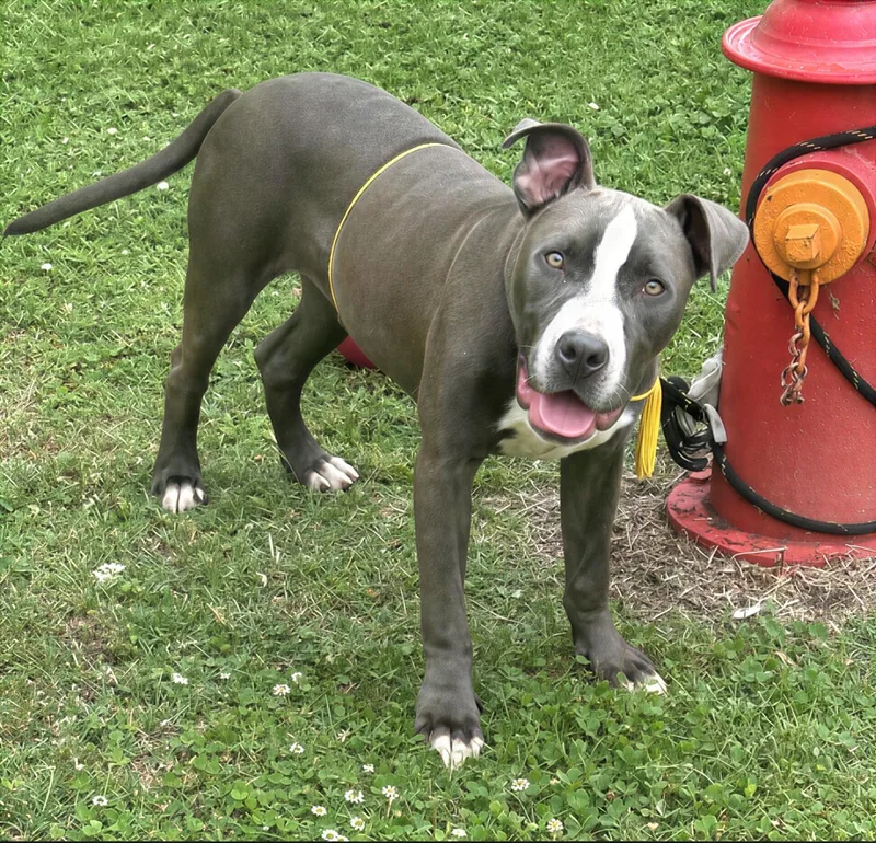 A young medium-sized male Gray / Blue / Silver Mixed Breed dog named Mr. Peabody for adoption in Nashville, TN
