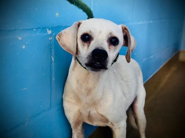 A young small-sized male Dachshund dog named Denver for adoption in Orlando, FL
