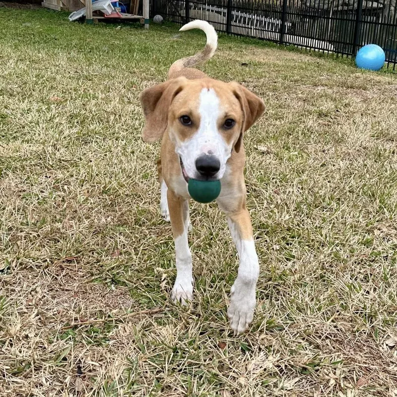 Mcnugget thumbnail 2