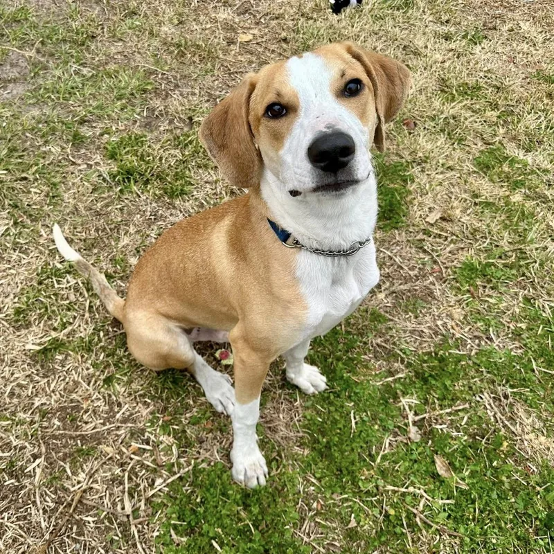 Mcnugget thumbnail 4