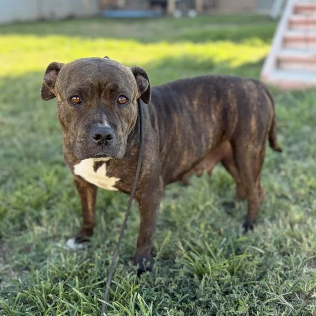 An adult large-sized female Pit Bull Terrier dog named Kira for adoption in Modesto, CA
