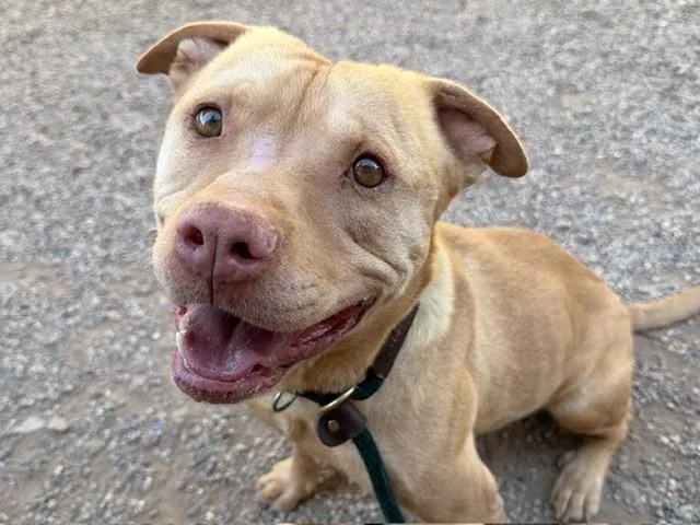 A young large-sized male Pit Bull Terrier dog named Canelo for adoption in Tucson, AZ