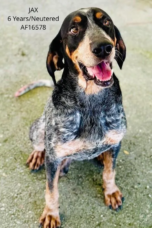 An adult large-sized male Bluetick Coonhound dog named Jax for adoption in Supply, NC
