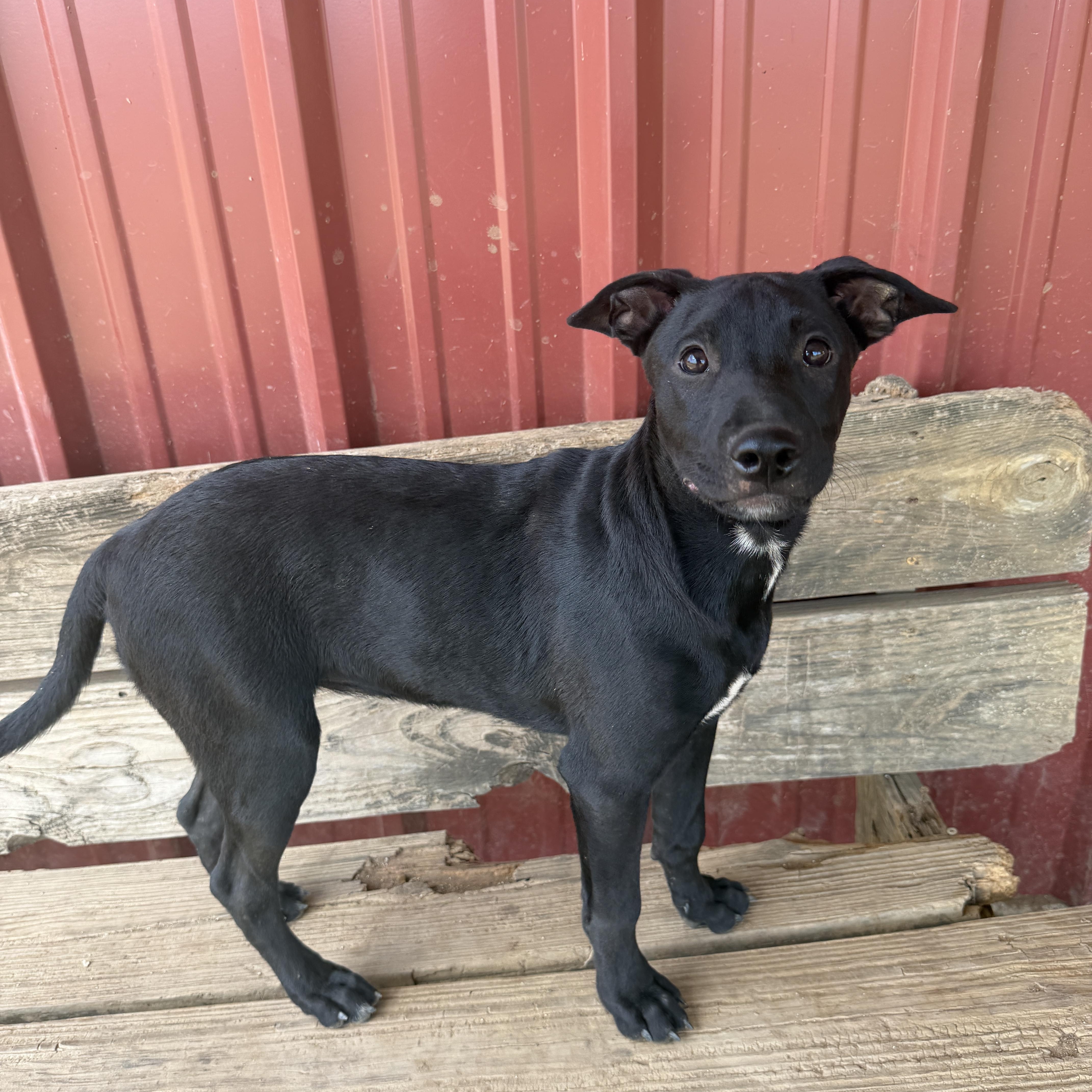 A young medium-sized female Black Labrador Retriever dog named Junebug for adoption in Seguin, TX