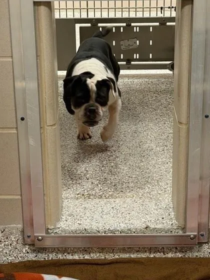An adult medium-sized male American Bulldog dog named Oreo for adoption in Gastonia, NC