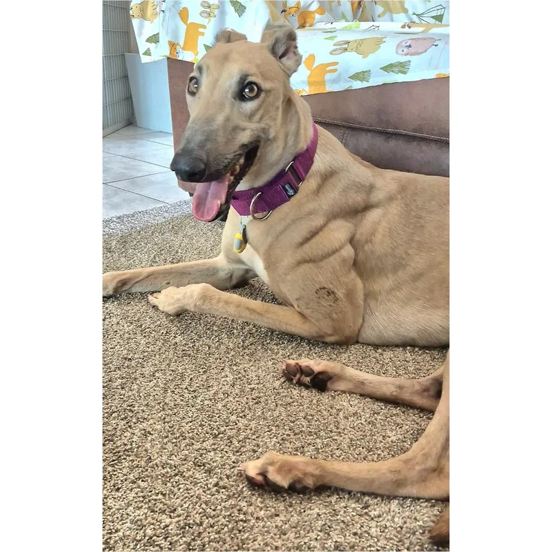 An adult large-sized male Greyhound dog named FF Snoop Dog for adoption in Tarpon Springs, FL