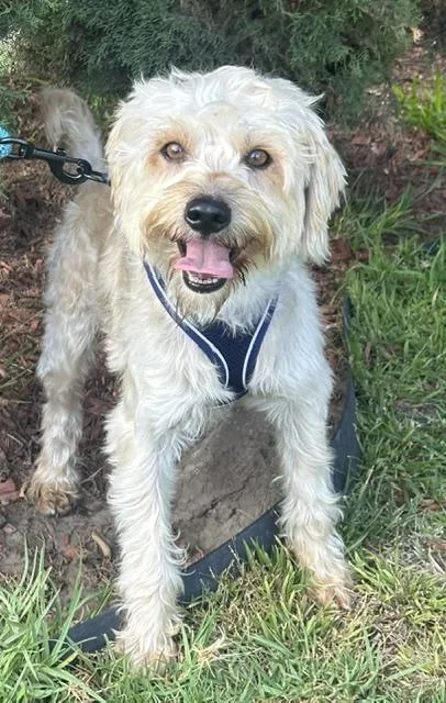 A young small-sized male Yellow / Tan / Blond / Fawn Schnoodle dog named Otto for adoption in Bell Gardens, CA