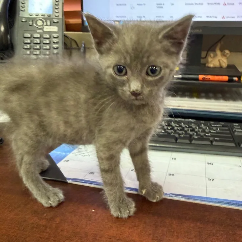 A baby small-sized male Domestic Short Hair cat named Phoenix for adoption in Birmingham, AL