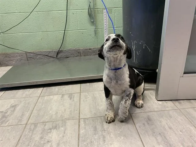 A baby small-sized female Australian Cattle Dog / Blue Heeler dog named Eli for adoption in Grand Prairie, TX