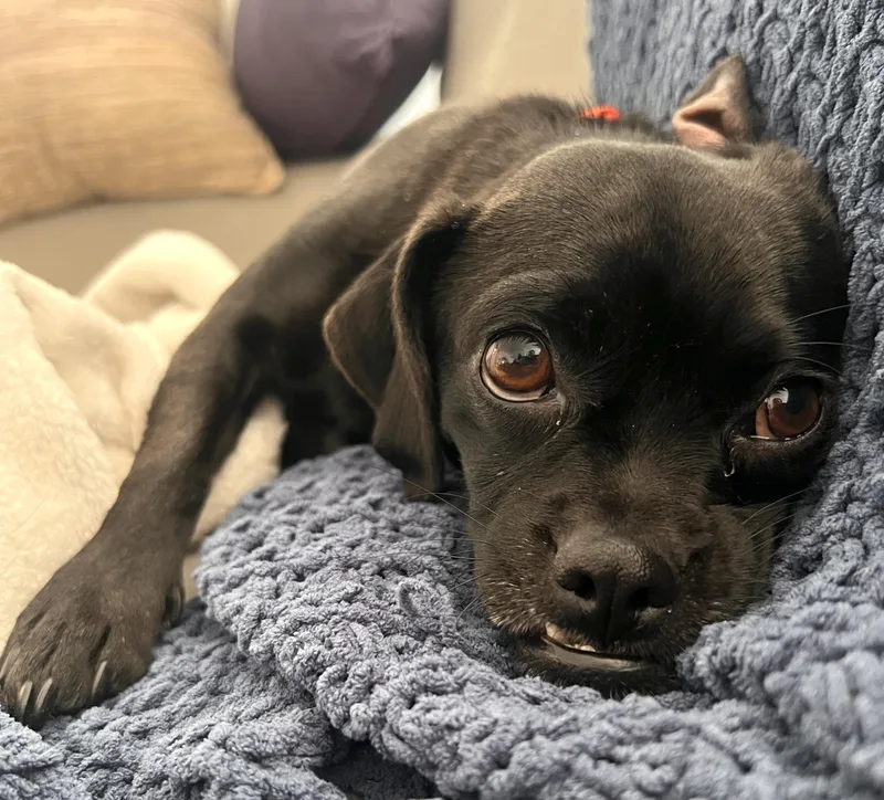 Pipsqueak thumbnail 2