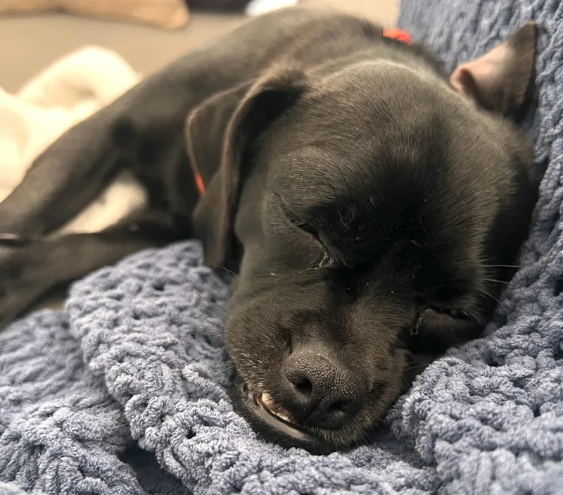 Pipsqueak thumbnail 3