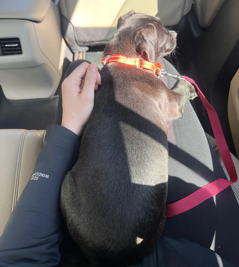 Pipsqueak thumbnail 4