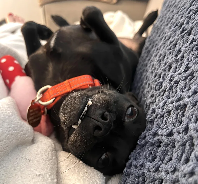 Pipsqueak thumbnail 5