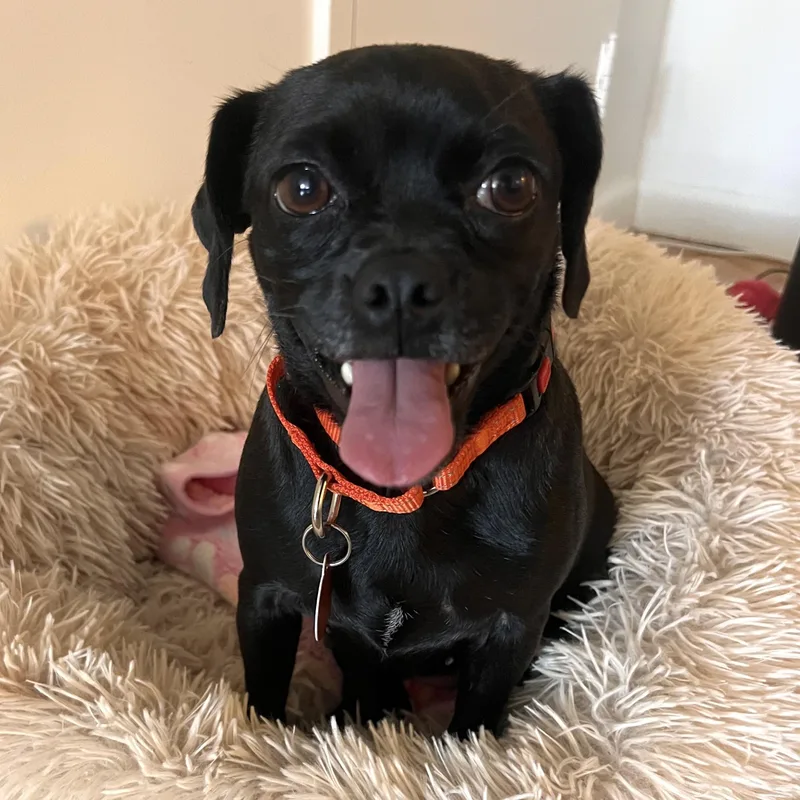 Pipsqueak thumbnail 6