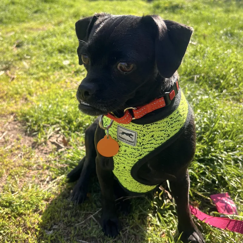 An adult small-sized female Black Pug dog named Pipsqueak for adoption in Brooklyn, NY