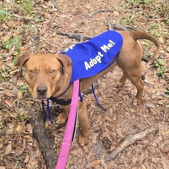 An adult medium-sized female Brown / Chocolate Mixed Breed dog named Ravioli for adoption in Gainesville, FL