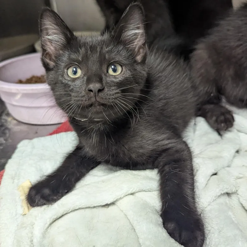 A baby small-sized male Black Domestic Short Hair cat named Onyx for adoption in Evansville, IN