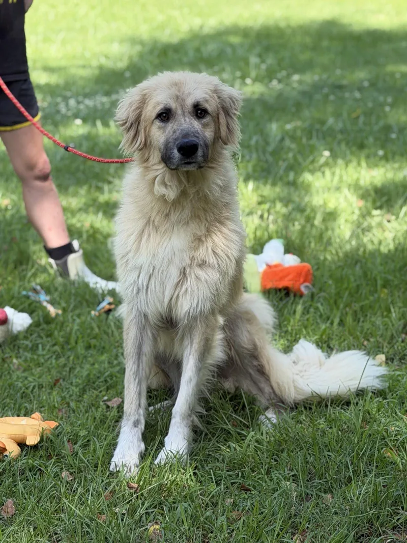 A young medium-sized male Great Pyrenees dog named Dukey for adoption in Locust Fork, AL