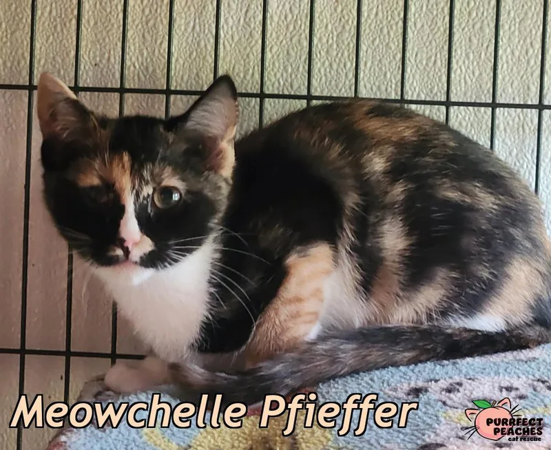 A baby medium-sized female Domestic Short Hair cat named Meowchelle Pfieffer for adoption in Douglasville, GA