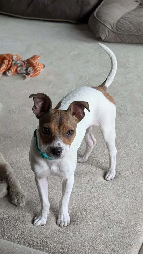 A baby small-sized female Jack Russell Terrier dog named Mindy for adoption in Parker, CO