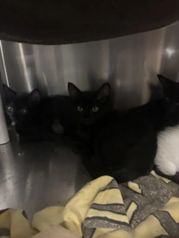 A baby small-sized female Domestic Short Hair cat named Artpop for adoption in Santa Rosa, CA