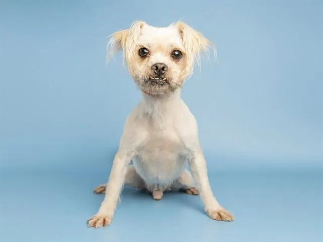 Benji
