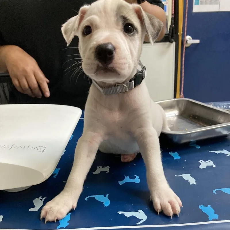 A baby small-sized female White / Cream Pit Bull Terrier dog named Bishop for adoption in Galveston, TX