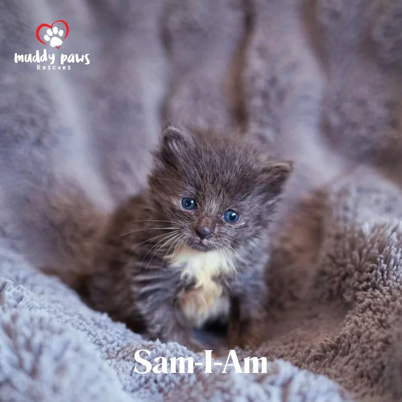 Seuss Litter:  Samiam