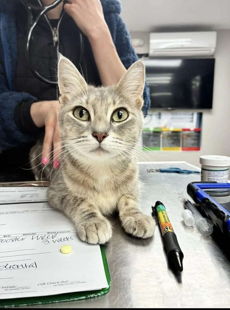A young medium-sized female Domestic Short Hair cat named Cucumber for adoption in Marietta, GA