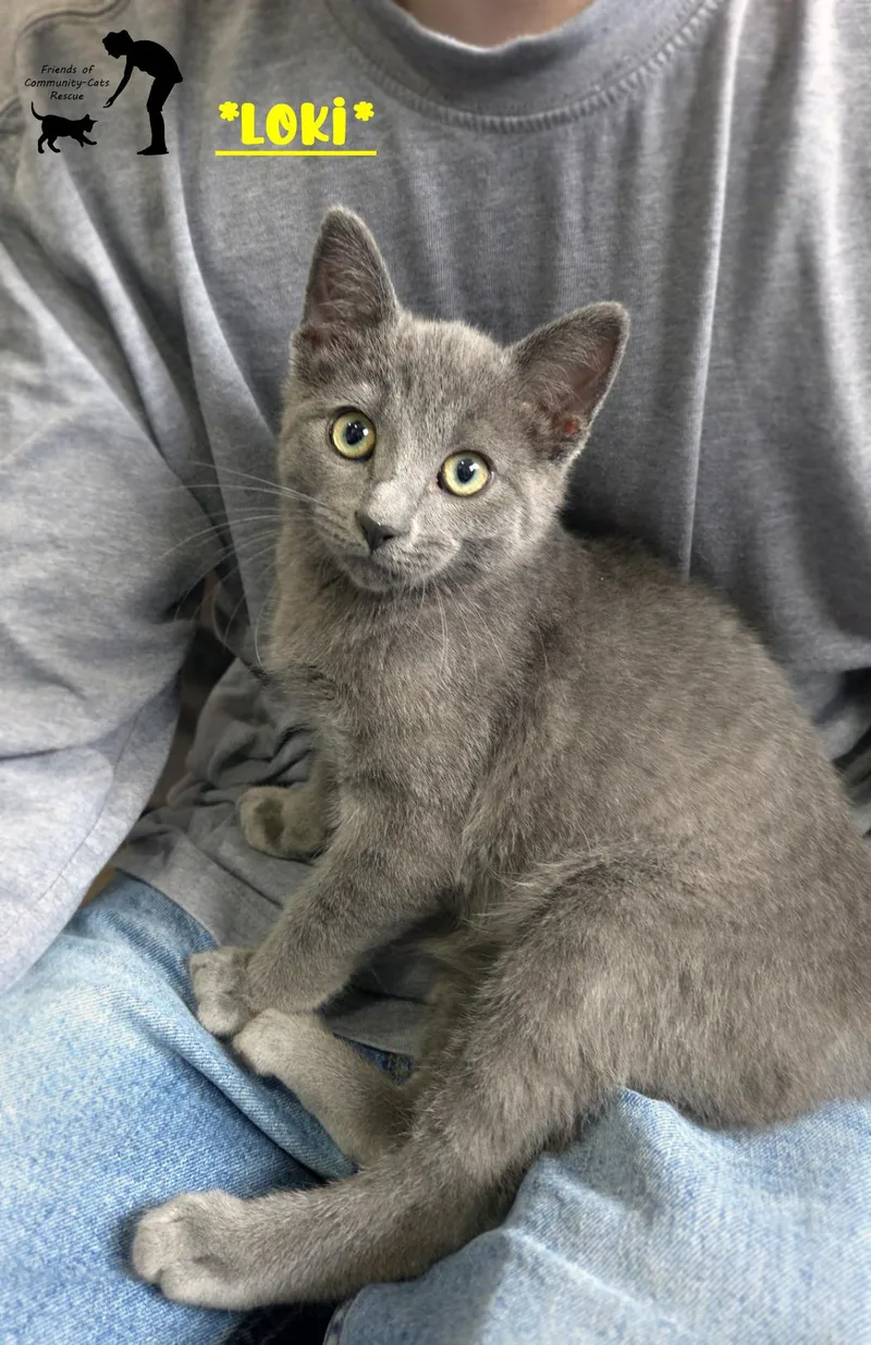 A young medium-sized male Gray / Blue / Silver Domestic Short Hair cat named Loki for adoption in Centerville, UT