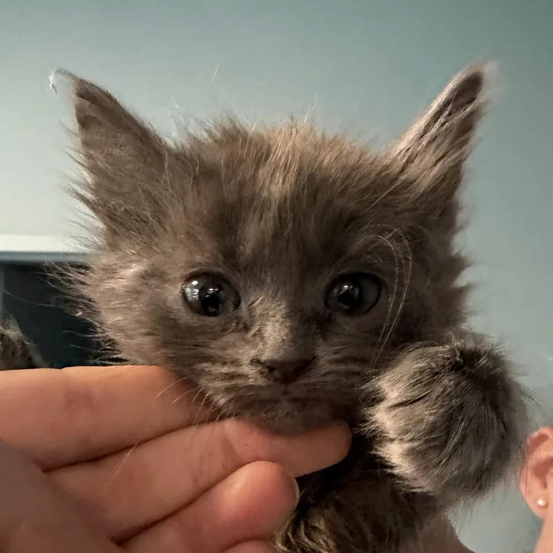 A baby small-sized female Gray / Blue / Silver Domestic Medium Hair cat named Lifesavers for adoption in Greensboro, NC