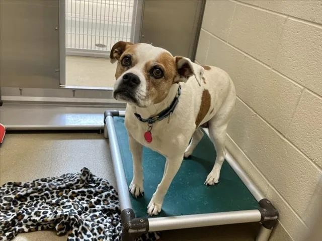 A senior medium-sized female Boxer dog named Daisy Mae for adoption in Chapel Hill, NC