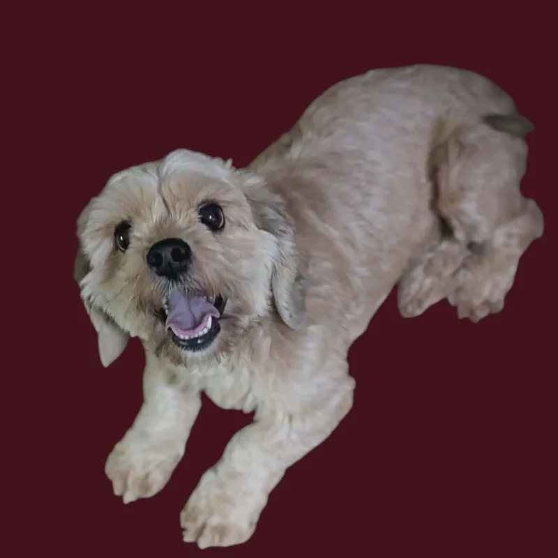 An adult small-sized female Apricot / Beige Cockapoo dog named Miki for adoption in Kingsburg, CA