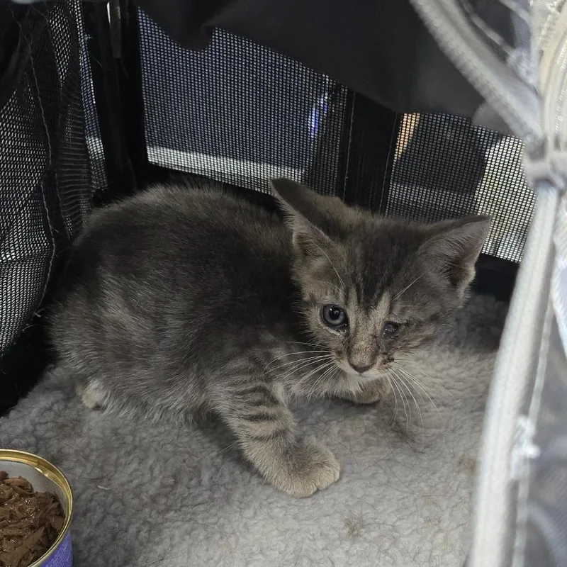 A baby small-sized male Gray / Blue / Silver Domestic Short Hair cat named Jaque for adoption in Newark, NJ