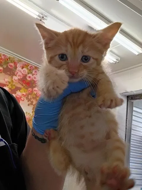 Archie