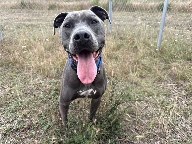 An adult large-sized male Pit Bull Terrier dog named Hansel for adoption in McKinleyville, CA