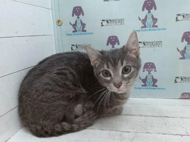 A baby small-sized male Domestic Short Hair cat named Grub for adoption in Orlando, FL
