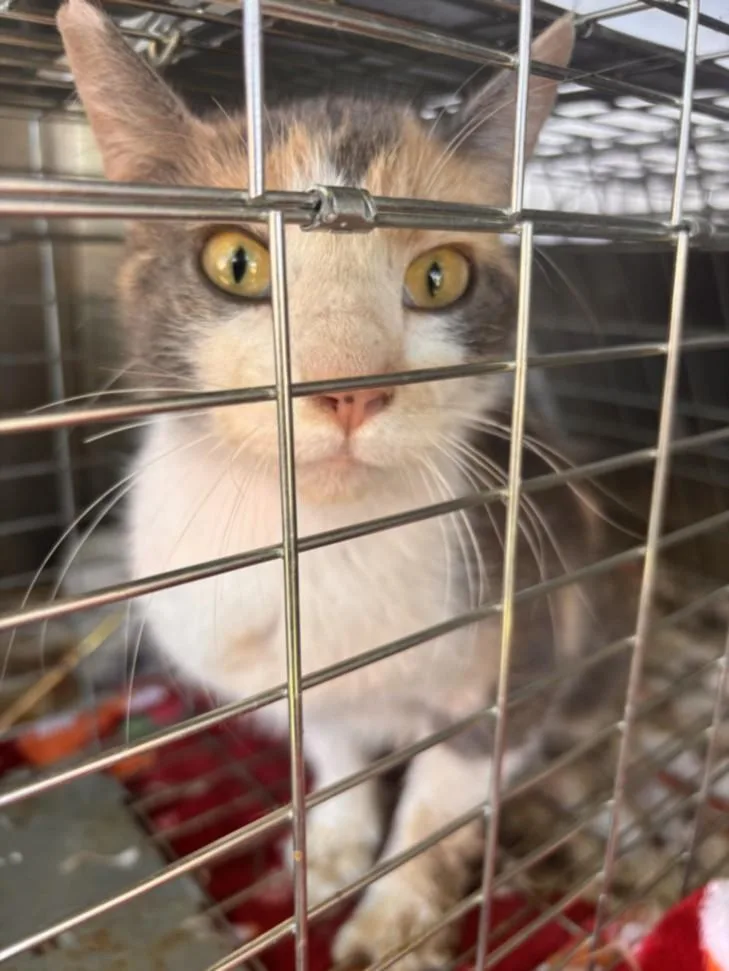 An adult small-sized female Domestic Short Hair cat named Mango for adoption in Olivehurst, CA