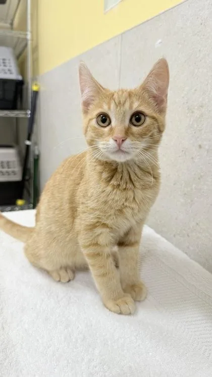A baby small-sized male Domestic Short Hair cat named Gus for adoption in Honolulu, HI