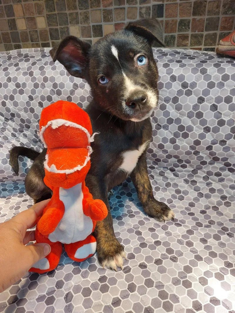 A baby medium-sized male Shiba Inu dog named Bodhi for adoption in Sanford, FL