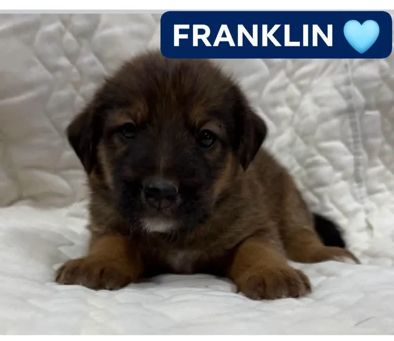 Franklin thumbnail 2