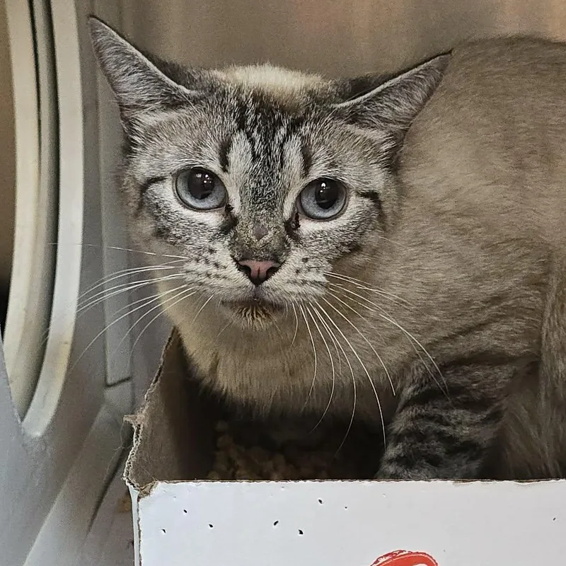 An adult medium-sized female Blue Cream Domestic Short Hair cat named Francine for adoption in Orange, VA