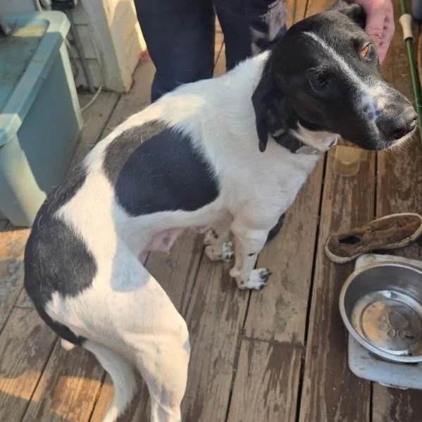 An adult large-sized female Black Labrador Retriever dog named Darla for adoption in Harrisonburg, VA